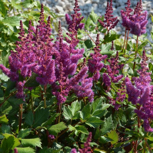 Astilbe chinensis 'Little Vision in Purple' - Hiina astilbe 'Little Vision in Purple'